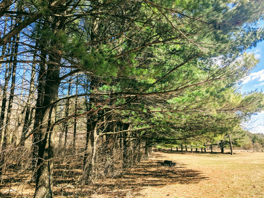 39 mature trees1.jpg