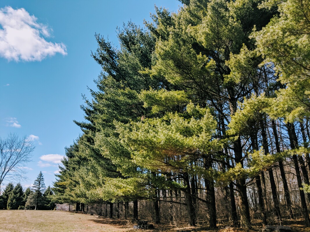 39 mature trees3.jpg