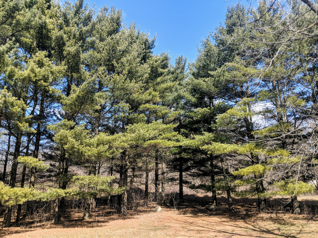 39 mature trees4.jpg