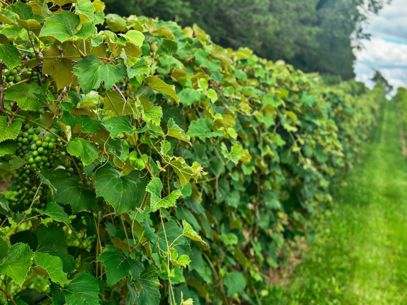 23-web-or-mls-4252-sunny-ridge-rd.jpg